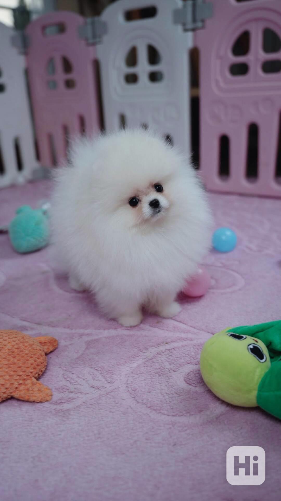 Německý špic trpasličí (Pomeranian) s PP - foto 1
