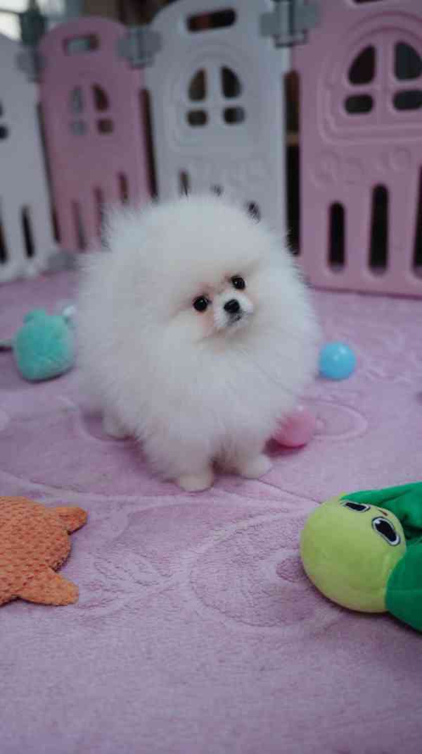 Německý špic trpasličí (Pomeranian) s PP - foto 1