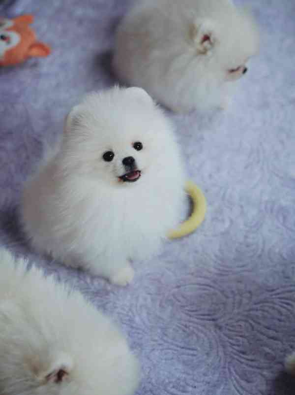 Německý špic trpasličí (Pomeranian) s PP - foto 3