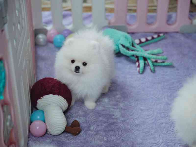Německý špic trpasličí (Pomeranian) s PP - foto 2