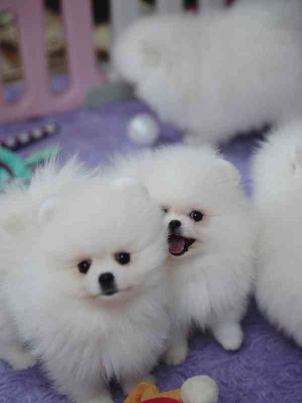 Německý špic trpasličí (Pomeranian) s PP - foto 4