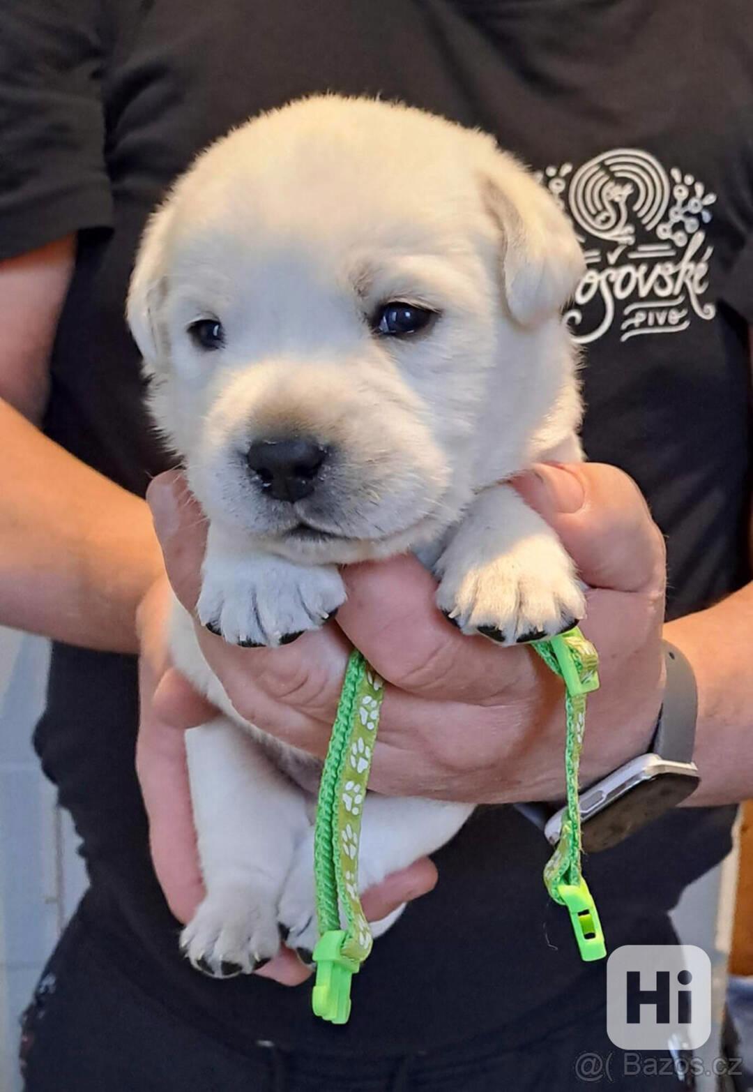 Smetanová štěňátka labradora s PP - foto 1