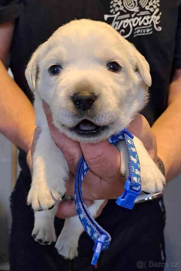 Smetanová štěňátka labradora s PP - foto 3