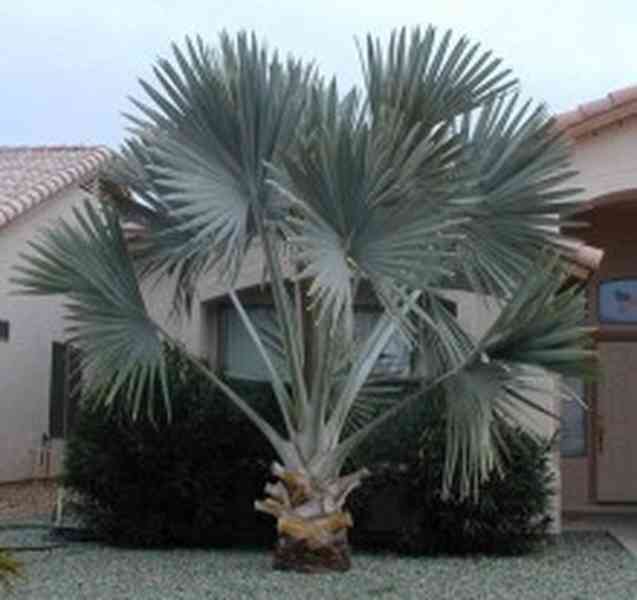 naklíčená semena palma Bismarckia nobilis - foto 1