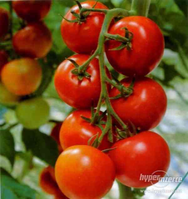 rajče Tastier F1 - semena - foto 1