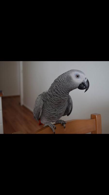 Prodam papouska zaka - foto 1