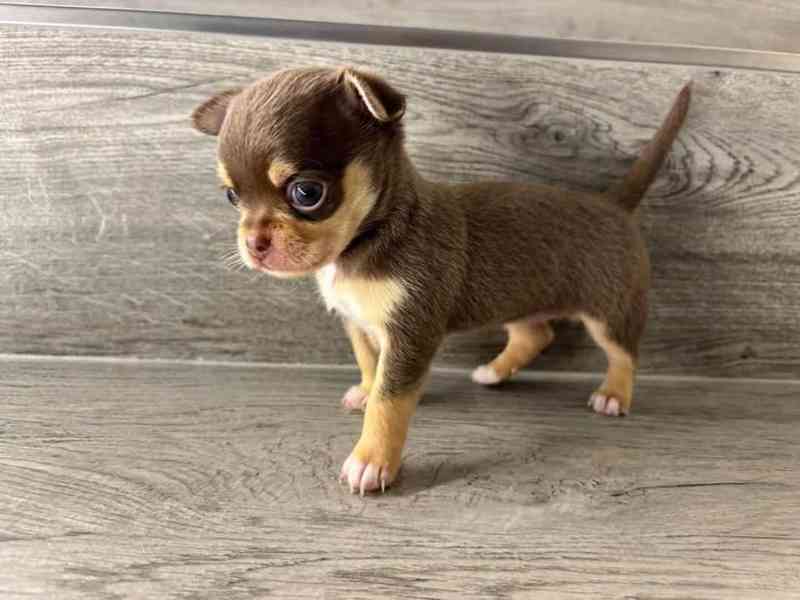 Štěňata čivavy - foto 2