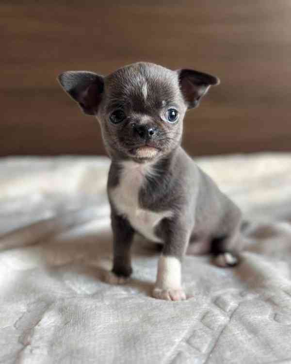 Štěňata čivavy - foto 1