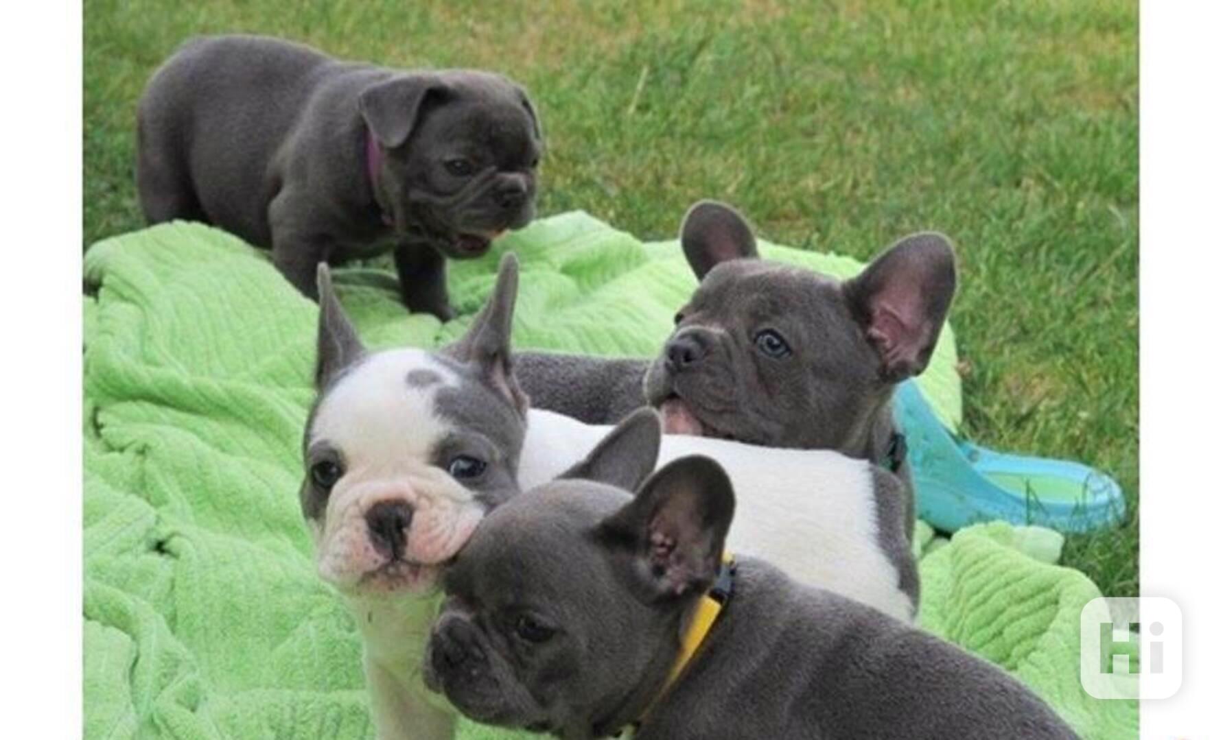 štěňata buldoka připravená do nového domova - foto 1