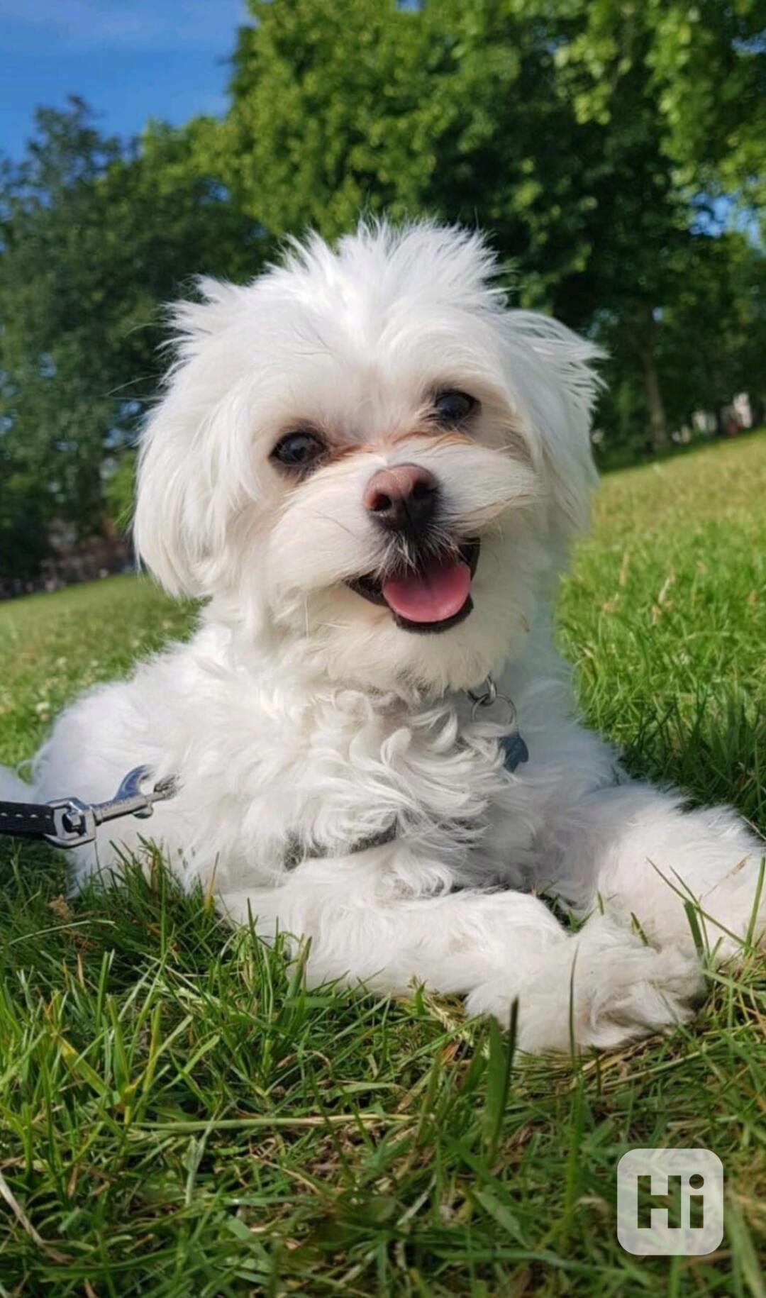 Zdravá štěňata maltézského buldoka k adopci. - foto 1