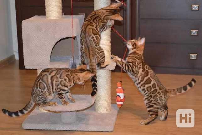 Krásná bengálská koťátka. - foto 1