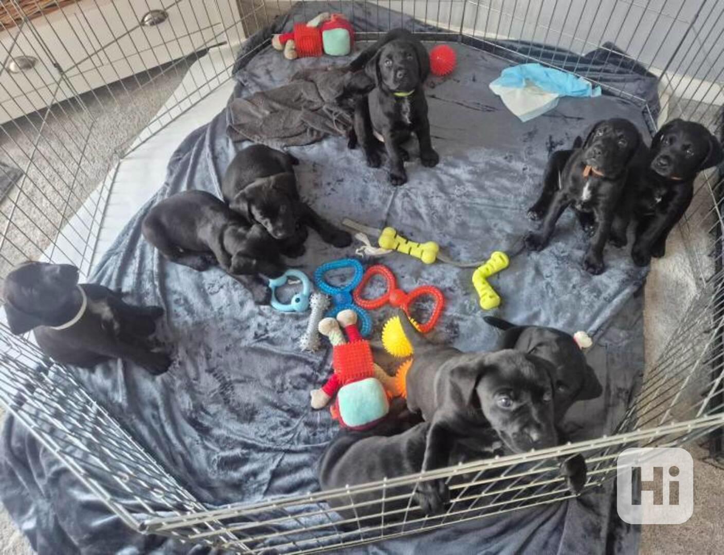 Labrador - štěňátka s PP - foto 1