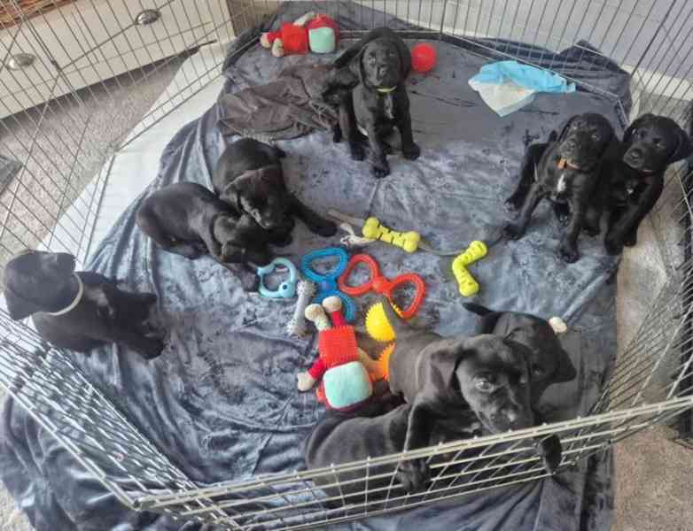 Labrador - štěňátka s PP - foto 1