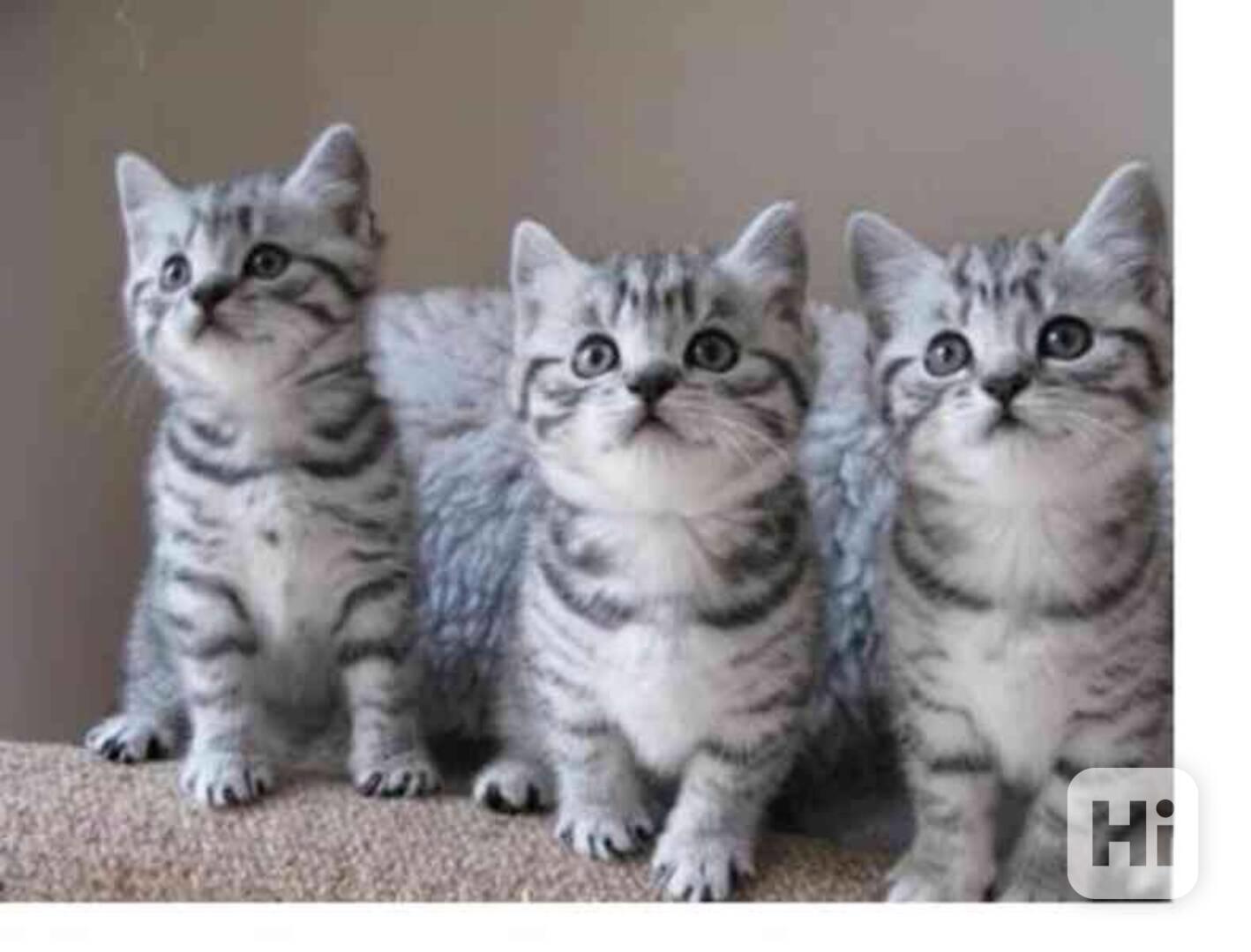 Roztomilá a bezplatná ruská modrá koťátka k bezplatné adopci - foto 1