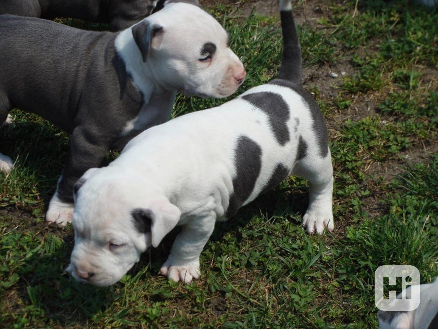 Štěňata amerického pitbulteriéra blue-line (M/Ž) - foto 1