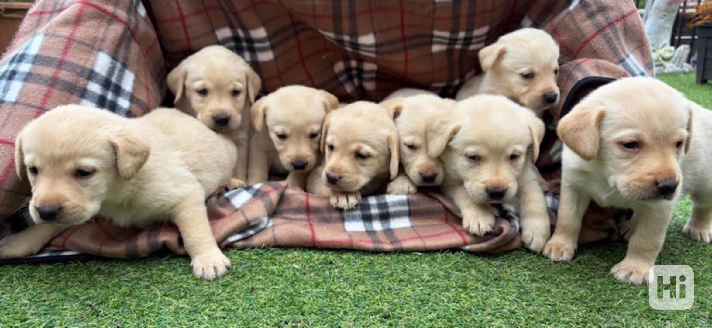  Štěňátka labradorského retrievera s PP - foto 1