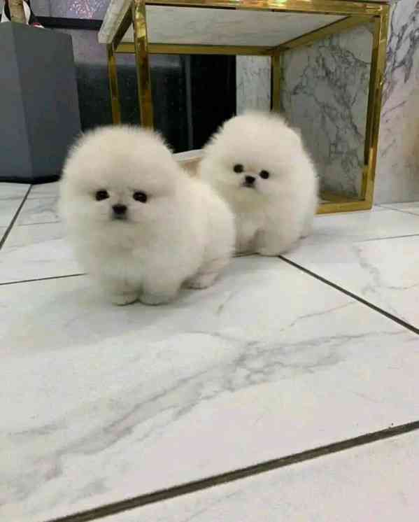 Rozkošná bezplatná štěňata pomeranianů na dárek   - foto 2