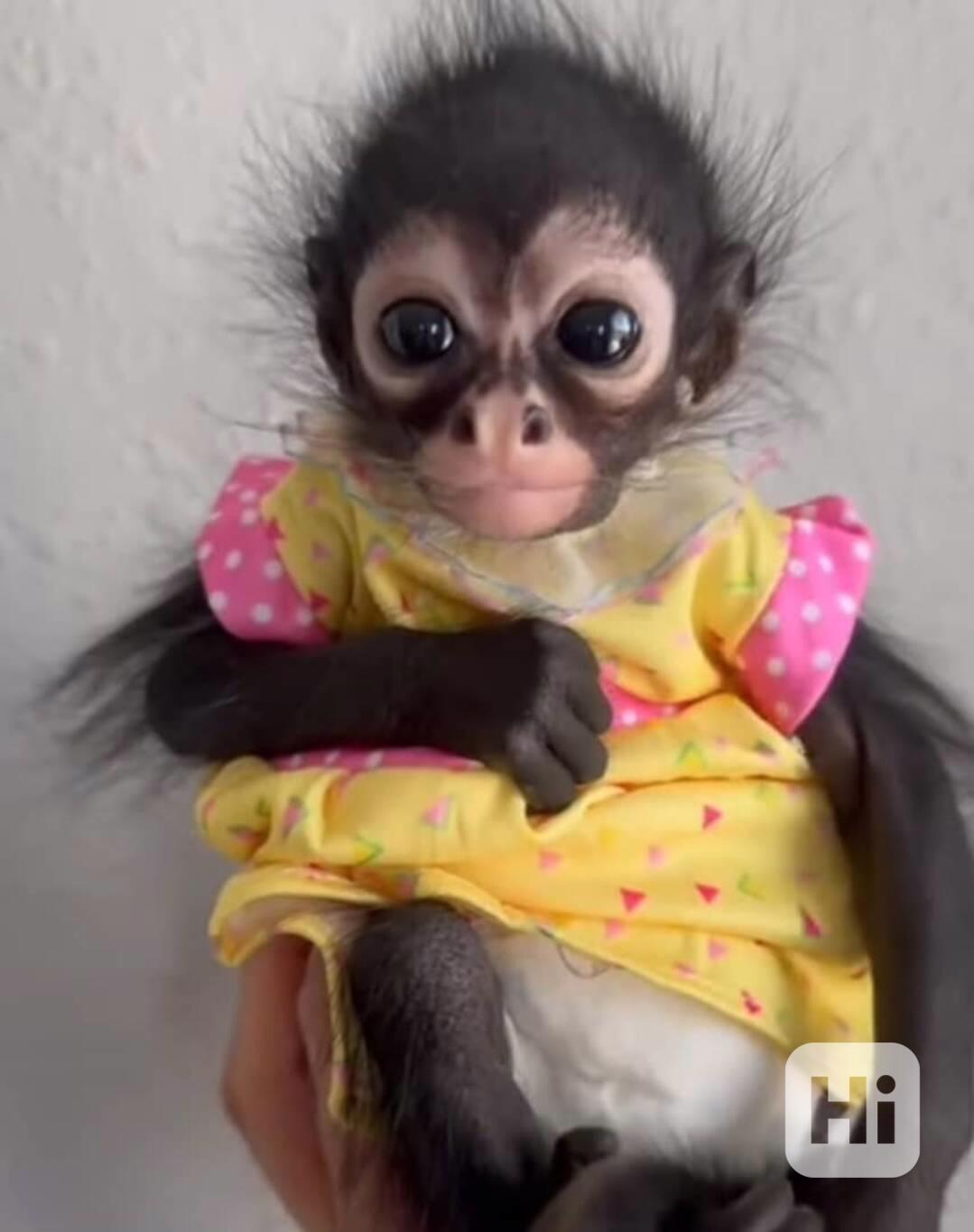 🐒 Samice pavoučí opice k dispozici - foto 1