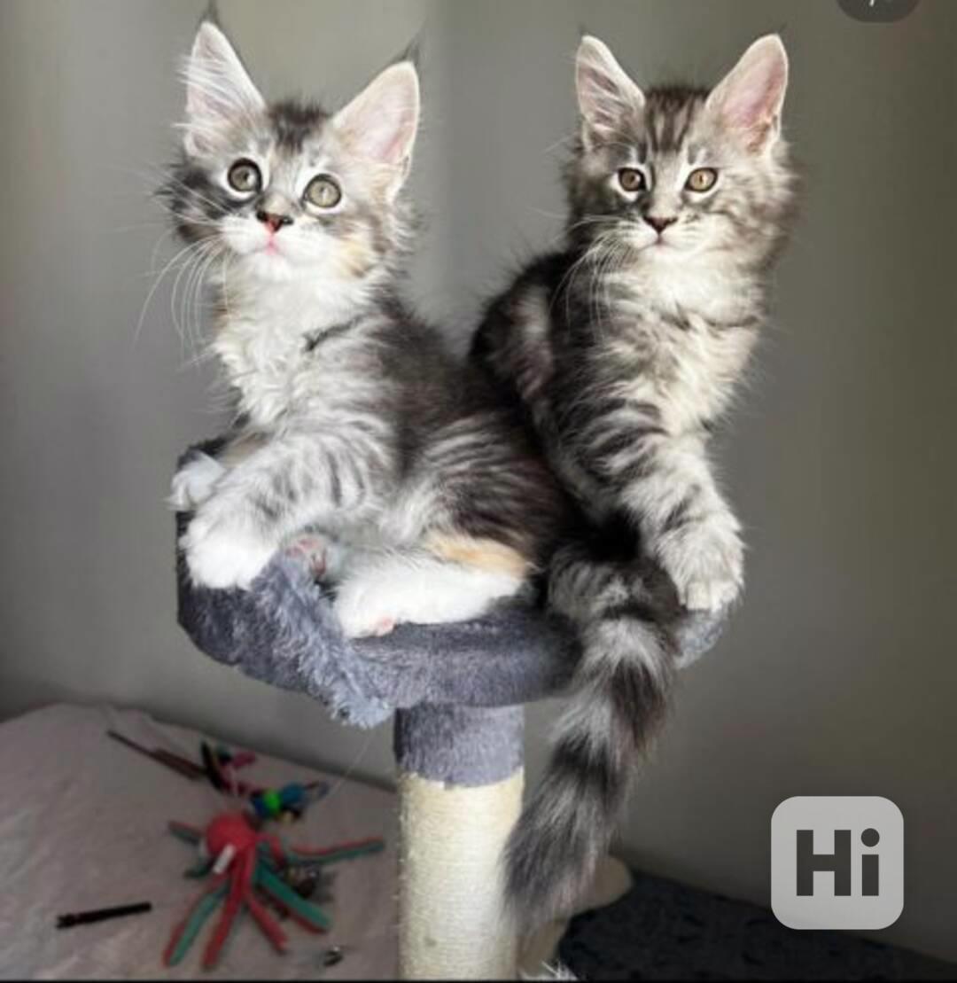 Koťata Maine Coon k adopci - foto 1