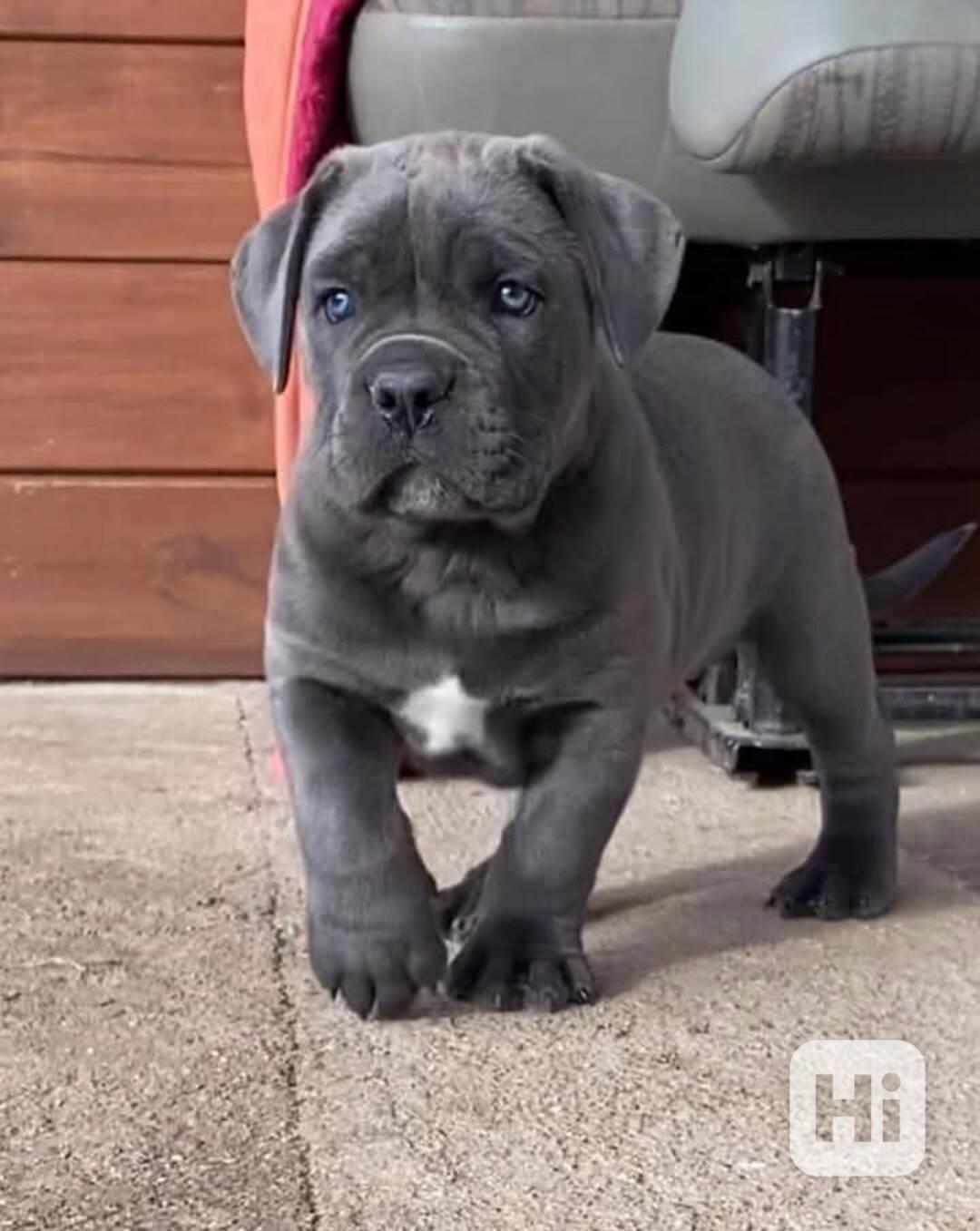 Cane Corso - štěňata  PP - foto 1