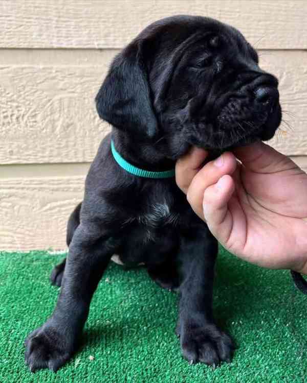 Cane Corso - štěňata  PP - foto 2