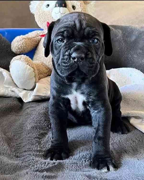 Cane Corso - štěňata  PP - foto 4