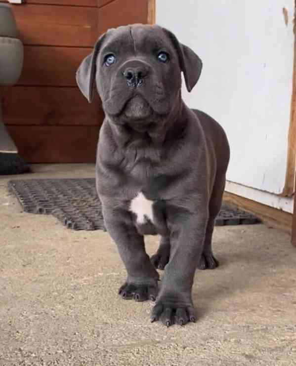 Cane Corso - štěňata  PP - foto 5