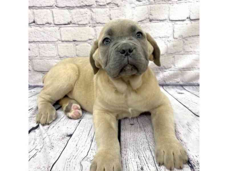 Cane Corso - štěňata  PP - foto 3