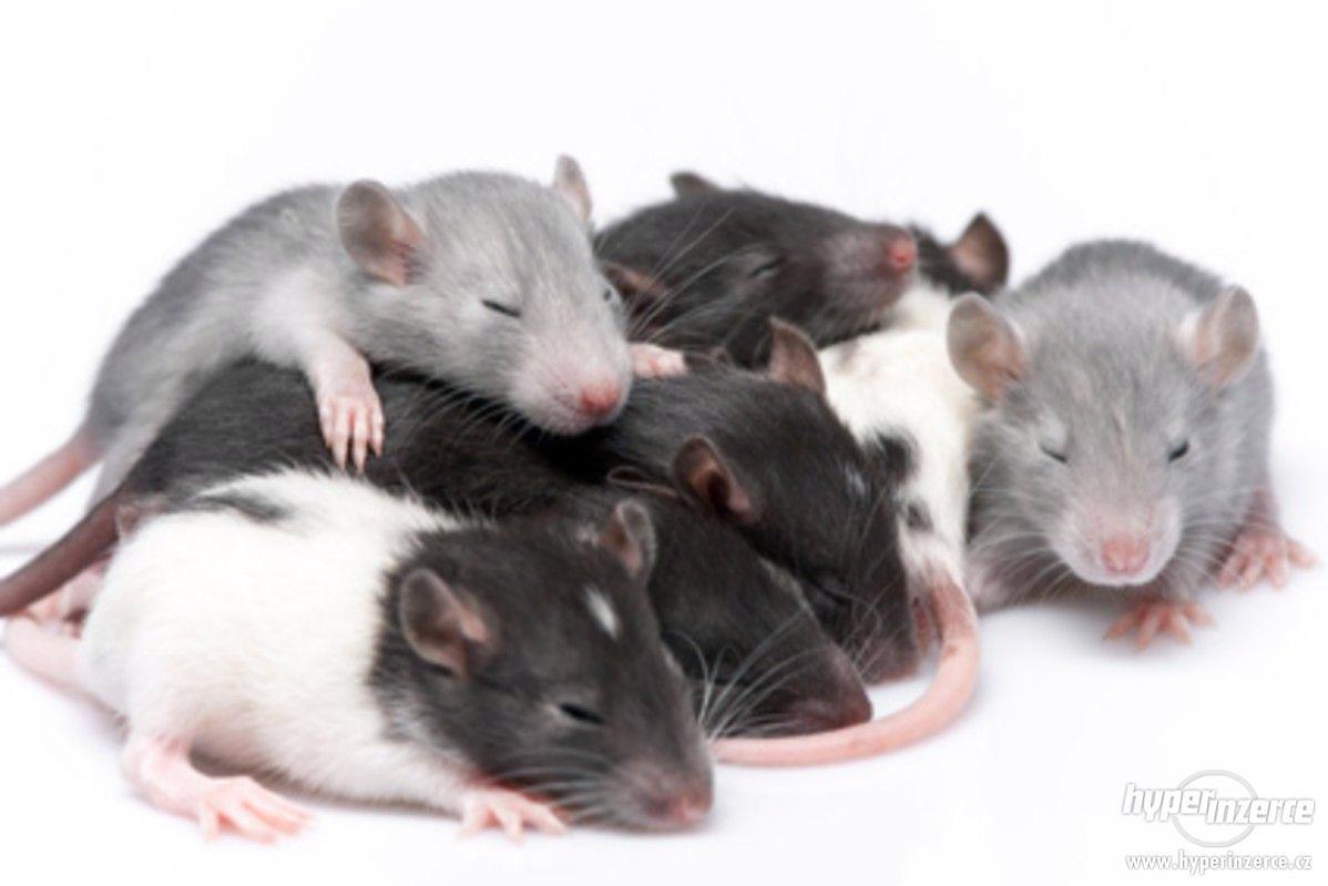 Domácí chov potkanů - foto 1