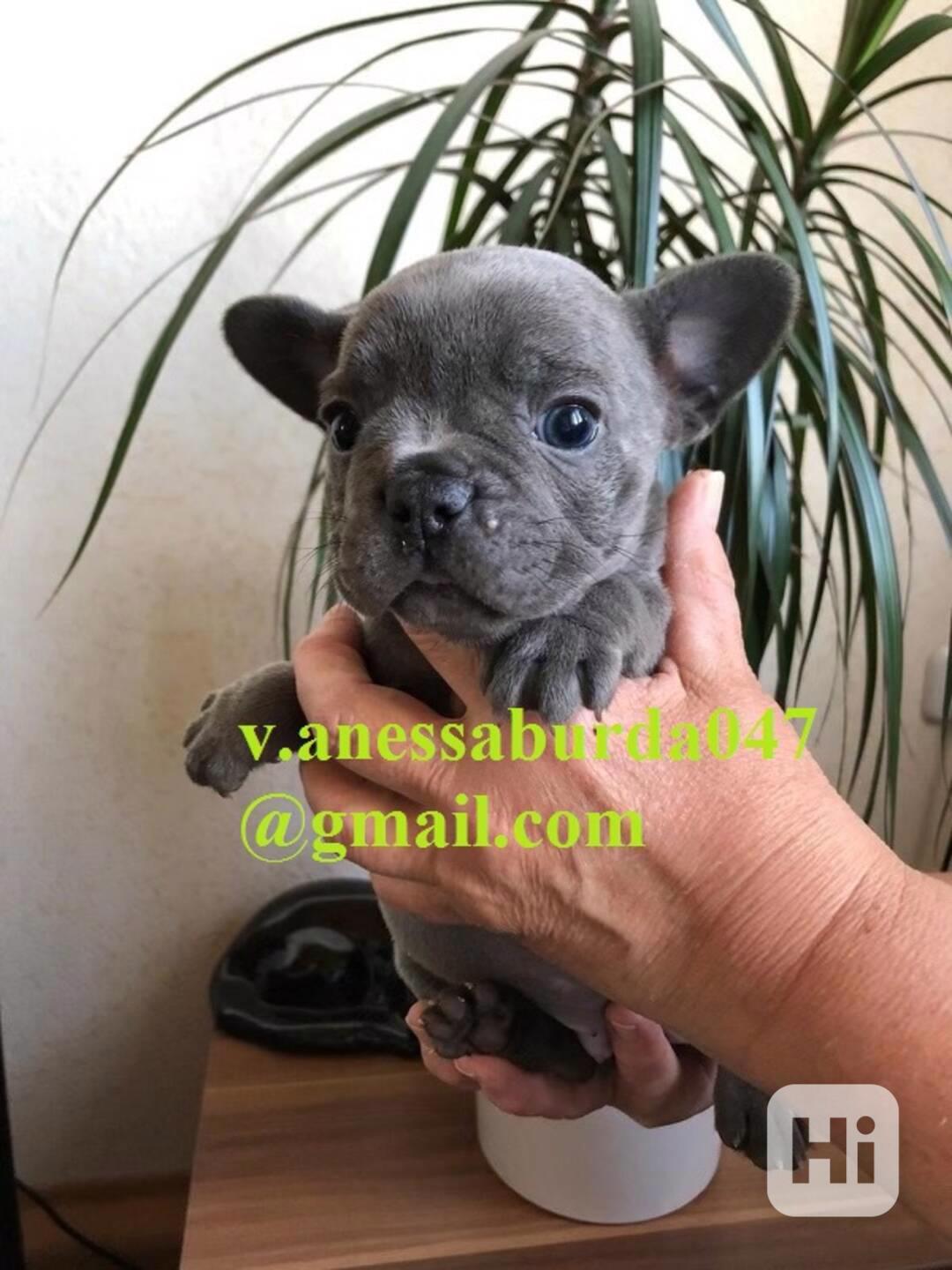 Francouzský buldoček k adopci - foto 1