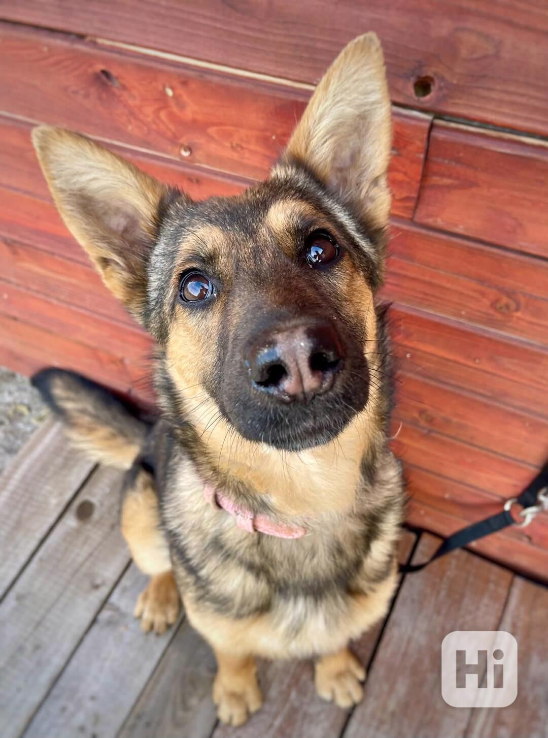 ENJI - 10 kg, kastrovaná fenečka 1 rok  - foto 1