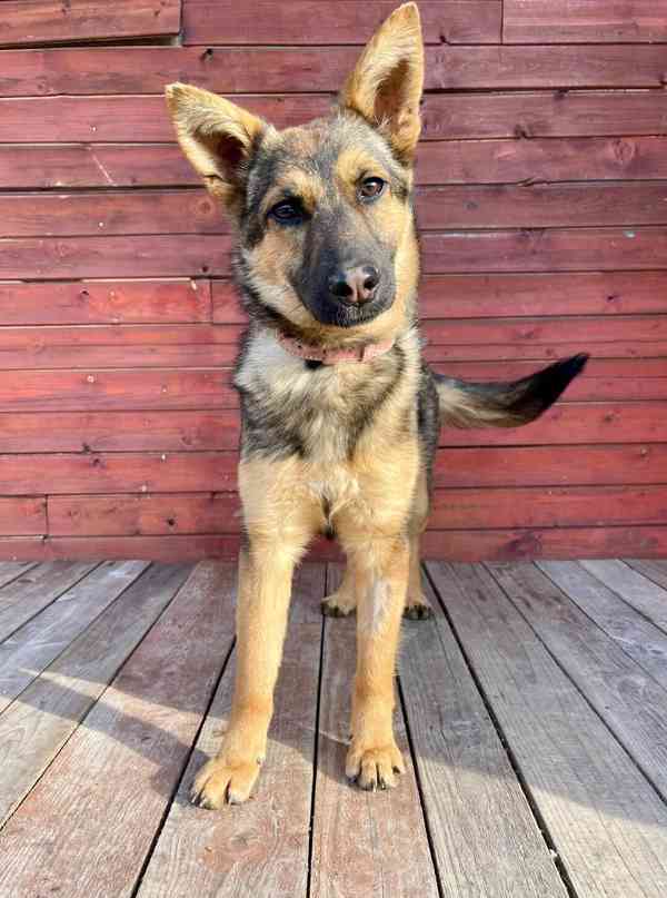 ENJI - 10 kg, kastrovaná fenečka 1 rok  - foto 3