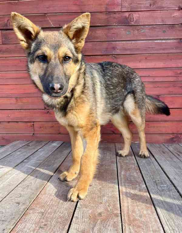 ENJI - 10 kg, kastrovaná fenečka 1 rok  - foto 2