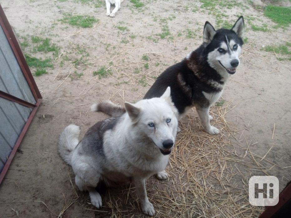 husky štěňata Husky Štěňata sibiřského husky - foto 1