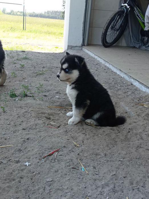 husky štěňata Husky Štěňata sibiřského husky - foto 3