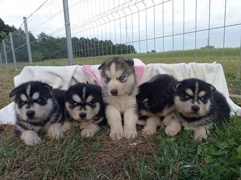 husky štěňata Husky Štěňata sibiřského husky - foto 4