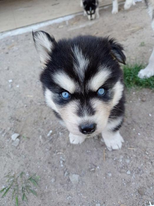 husky štěňata Husky Štěňata sibiřského husky - foto 2