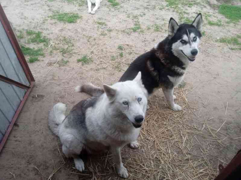 husky štěňata Husky Štěňata sibiřského husky