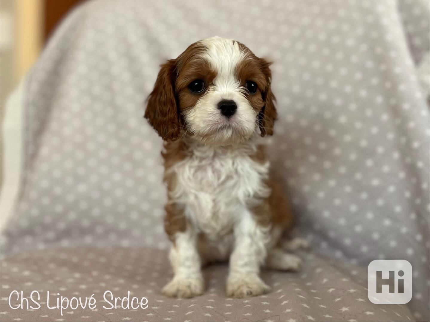 Štěňátka plemene Kavalír King Charles Španěl s PP, Praha - foto 1