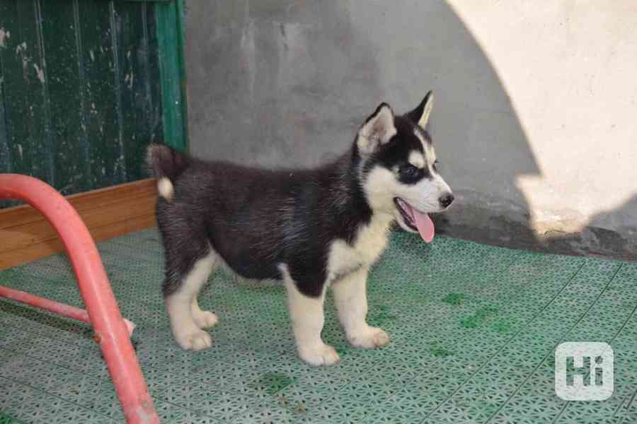 krásná štěňátka sibiřského huskyho k adopci