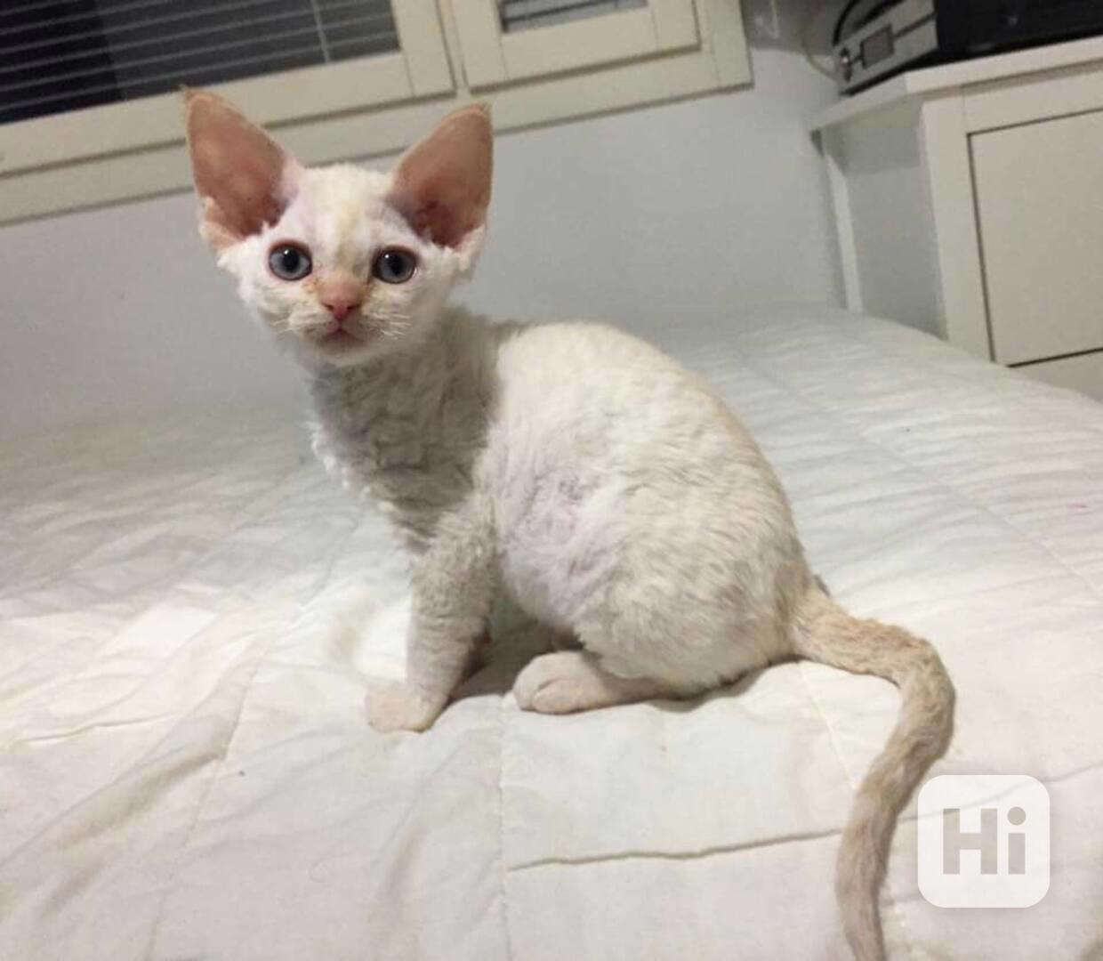 kotě devon rex - foto 1