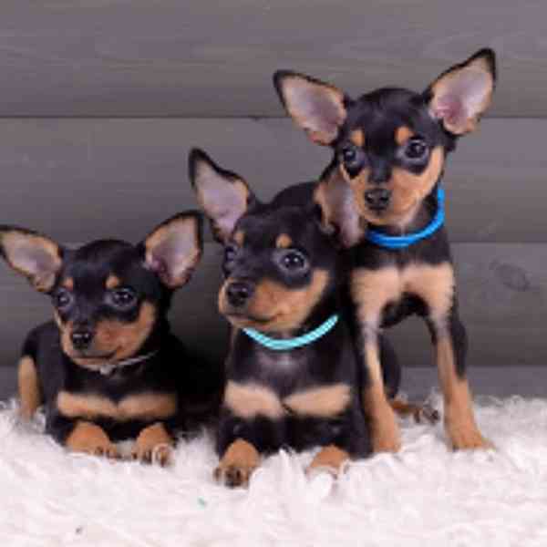 🐾 Čistokrevná štěňata pražského krysaříka