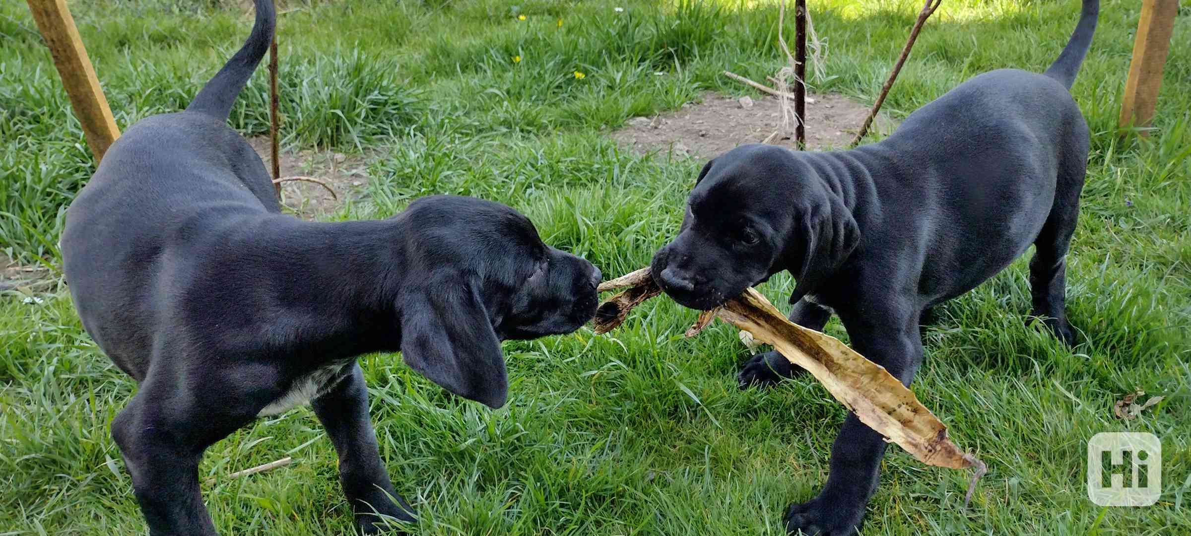 Štěňata kanárská doga x ohař - foto 1