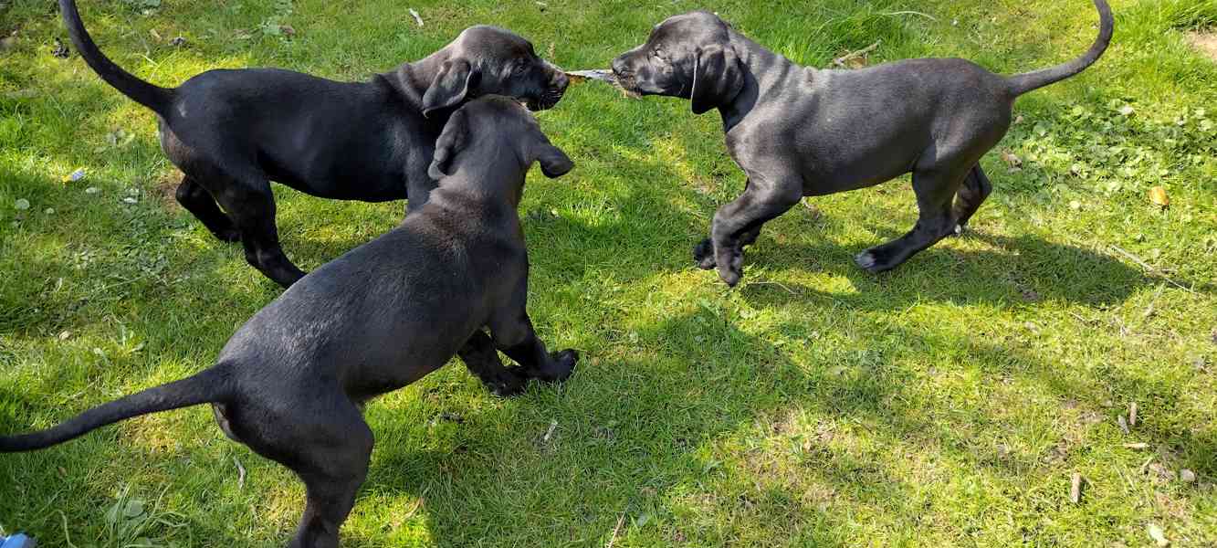 Štěňata kanárská doga x ohař - foto 2