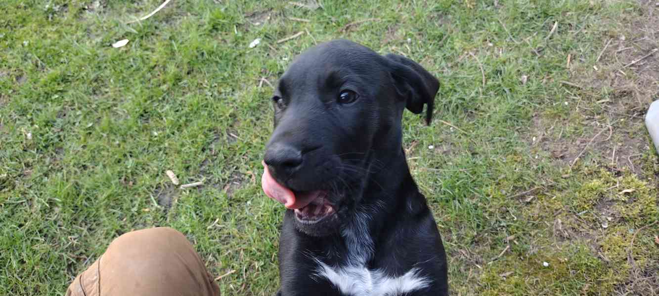 Štěňata kanárská doga x ohař - foto 3