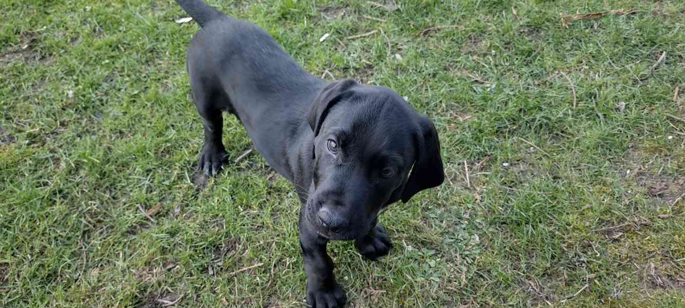 Štěňata kanárská doga x ohař - foto 5