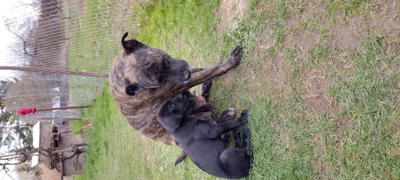 Štěňata kanárská doga x ohař - foto 4