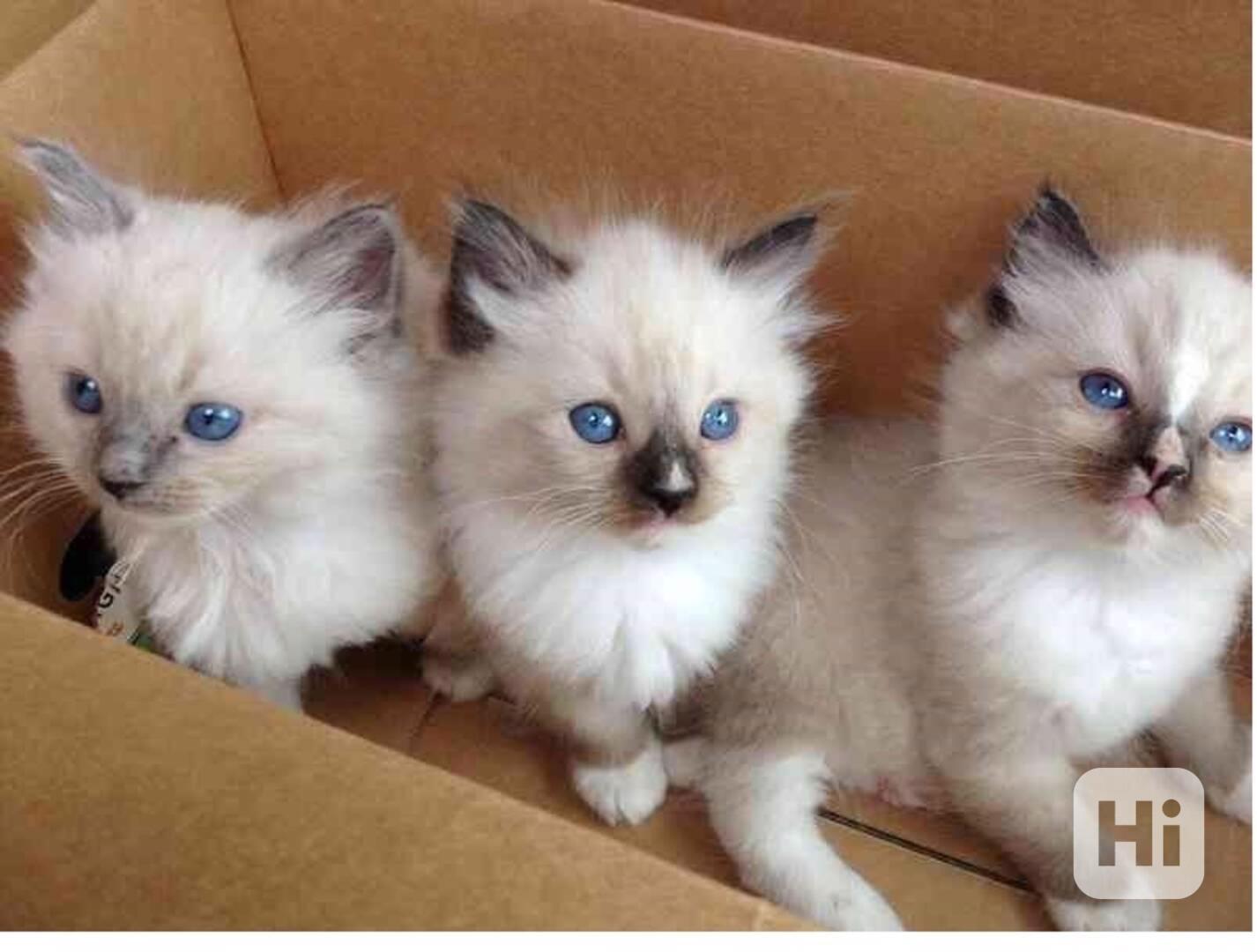 ragdoll koťata  k adopci - foto 1