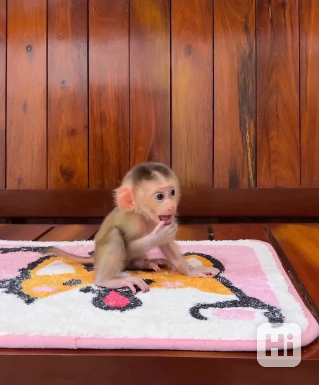 Máme krásné opice připravené k adopci - foto 1