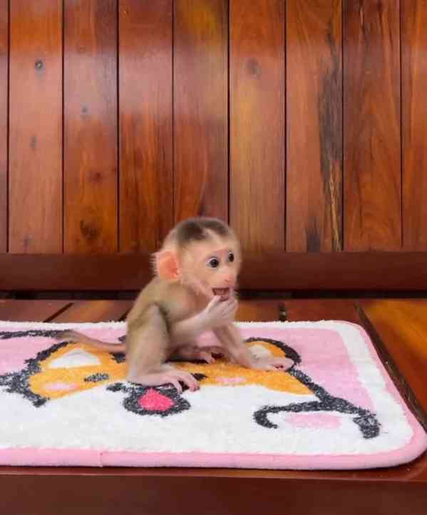 Máme krásné opice připravené k adopci